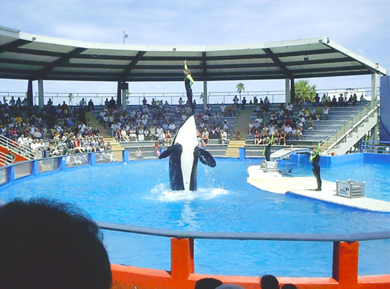 Lolita The Orca May See Freedom After Decades Of Forced Captivity 1