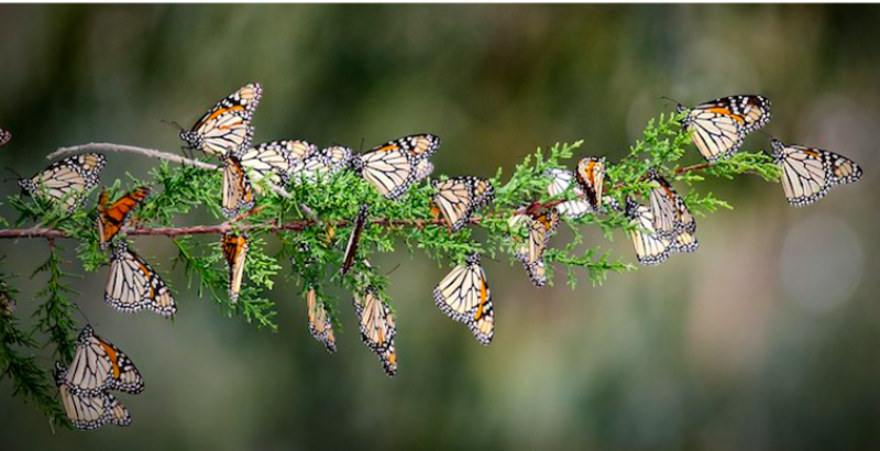 The Magical Sound Millions Monarch Butterflies Make Together 1