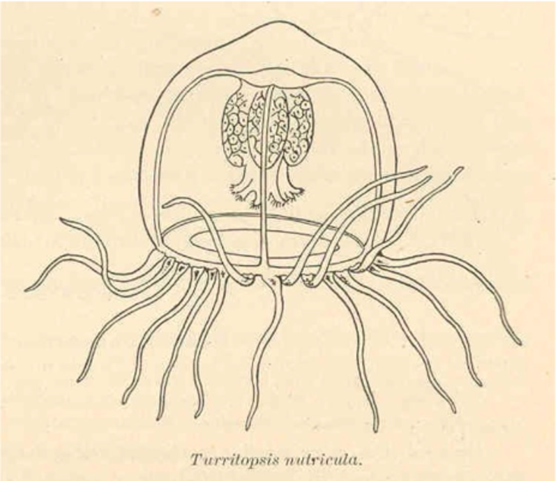 Key Gene Of The Immortal Jellyfish Uncovered 1