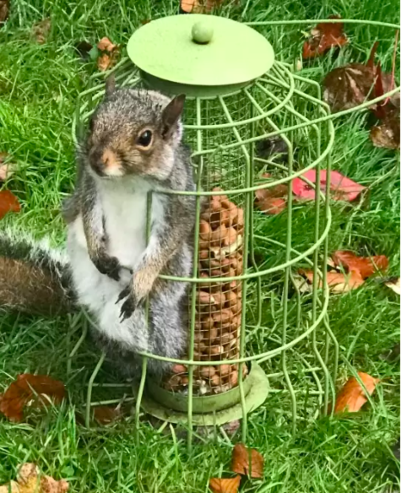 Chubby Squirrel Stuck In Bird Feeder After Nice Snack 1