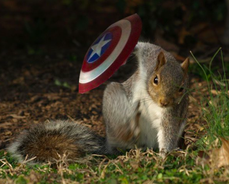 Squirrels Pose Like Tiny Superheroes Ready To Take on Big Battles 1