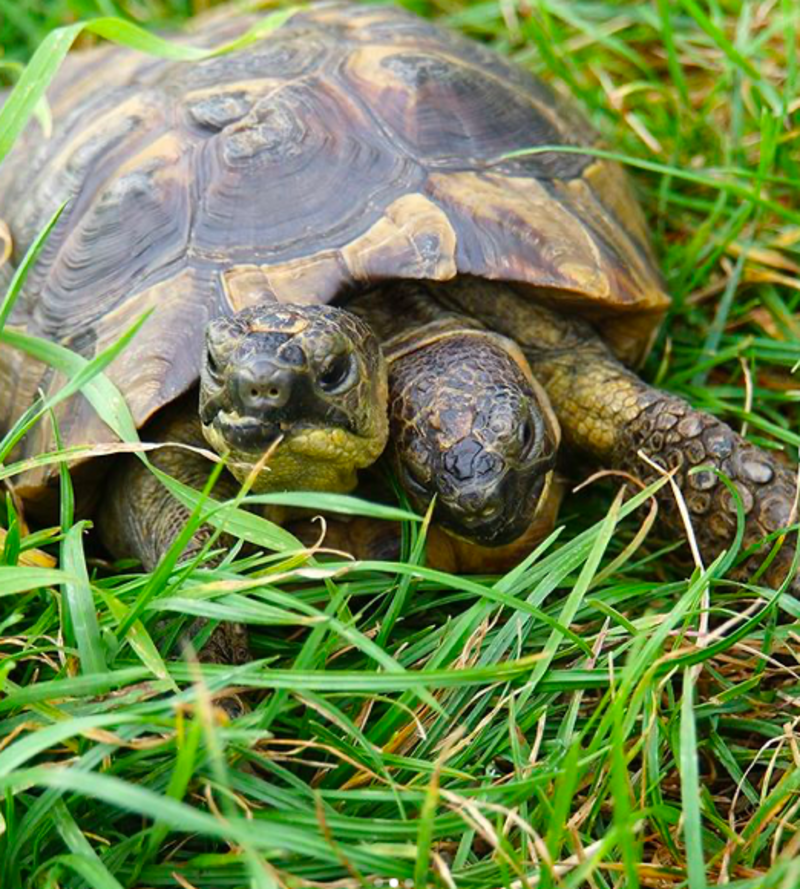 Oldest Two-Headed Tortoise In The World Celebrates 25th Birthday 1