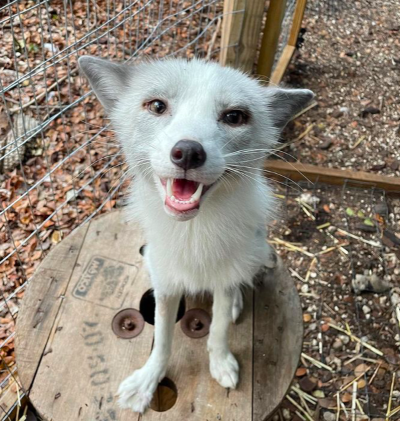 Rescued Fox Uniquely Sounds Like Old School Fax Machine 1