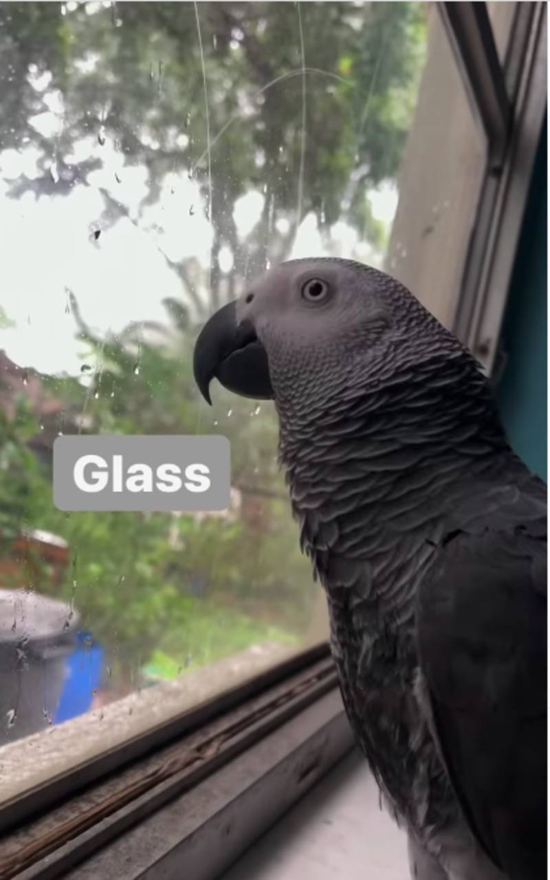 Clever Parrot Repeatedly Says The Word Glass While Staring Out The Window 1