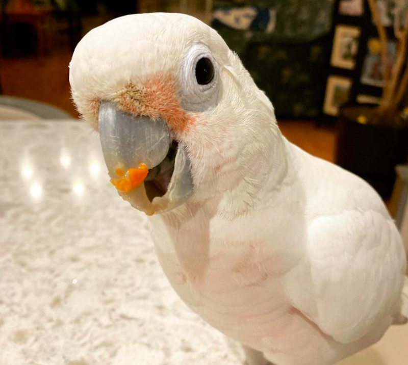 50-Year-Old Rescued Cockatoo Barks Like Dog 1