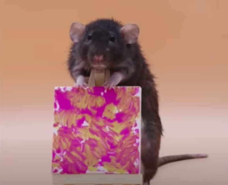 Clever Pet Rat Learns Tricks Faster Than Siblings 1