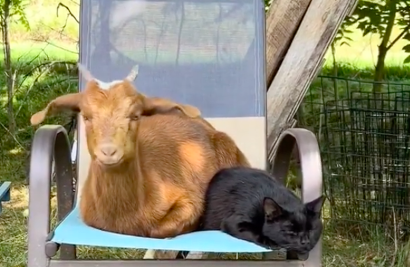 Rescued Baby Goat Grows Up Thinking She Is a Cat 1