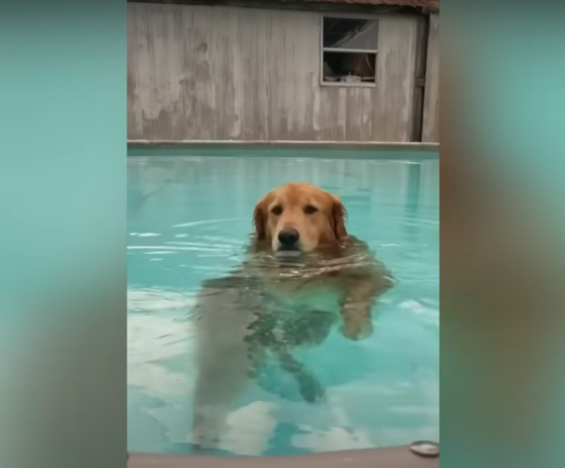 Stubborn Dog Refuses To Climb Out Of Favourite Pool 1