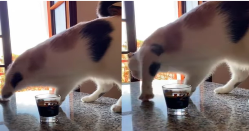 Cat Tries to Bury Cup Of Coffee After Smelling It For The First Time 1