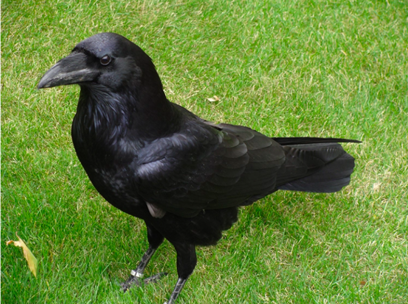 Study Proves 4 Month Old Ravens Are Just As Intelligent As Adult Apes 1