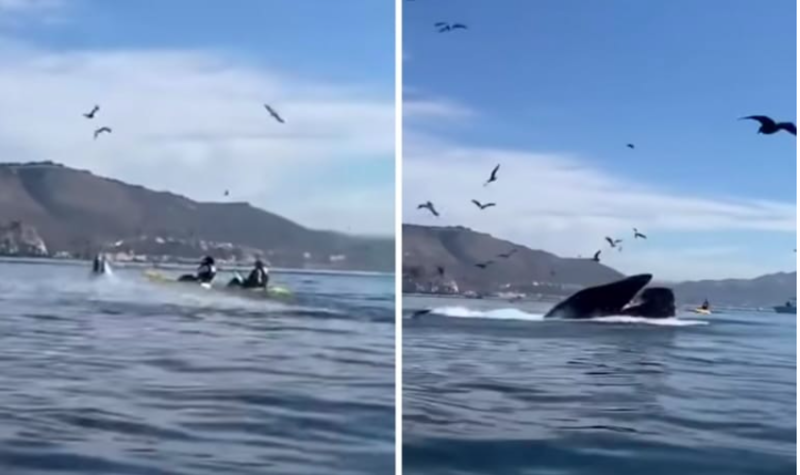 Humpback Whale Accidentally Scooped Two Women Into Its Mouth 1