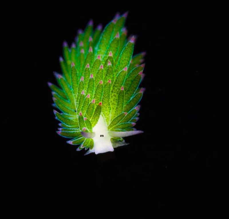 Meet The Adorable Cartoon Like Leaf Sheep Sea Slug 1