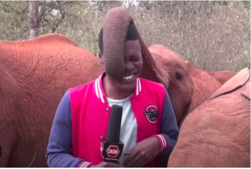 Playful Baby Elephant Plays Interrupts Journalist During His Report 1