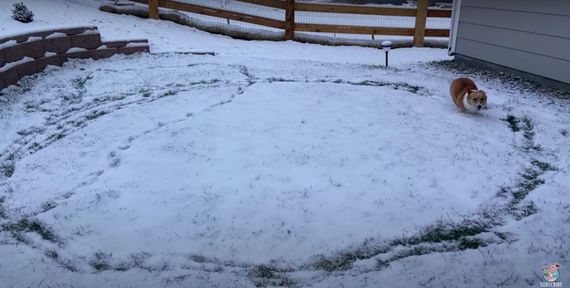 California Corgi Runs Repeated Snow Circles in Her New Colorado Yard 1
