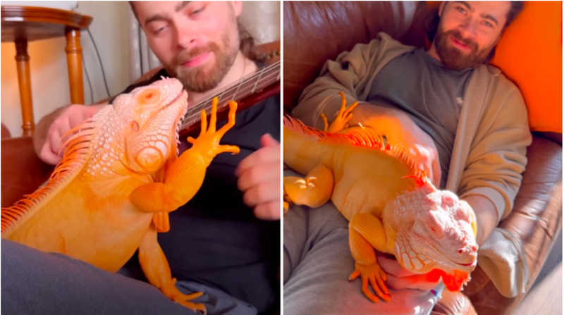 Beautiful Blind Orange Iguana Forms Strong Bond With His Beloved Human 1