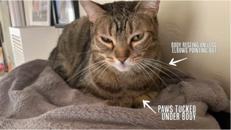 Why Cats Sit In a Loaf Position 1