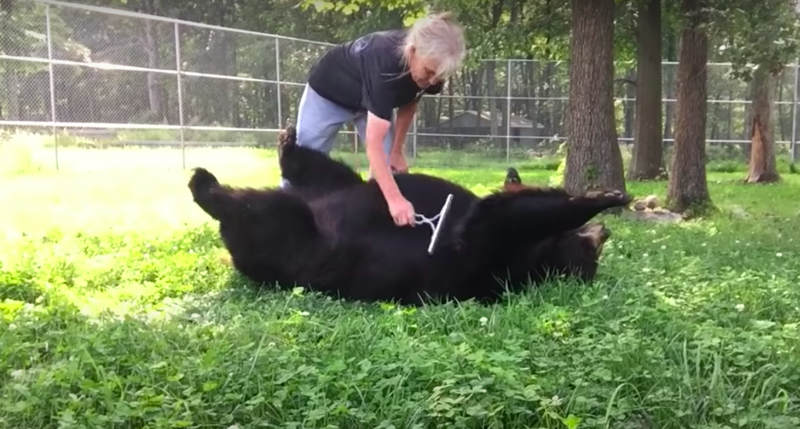 Appreciative Rescued Bear Gets Very Enjoyable Summer Brushing 1