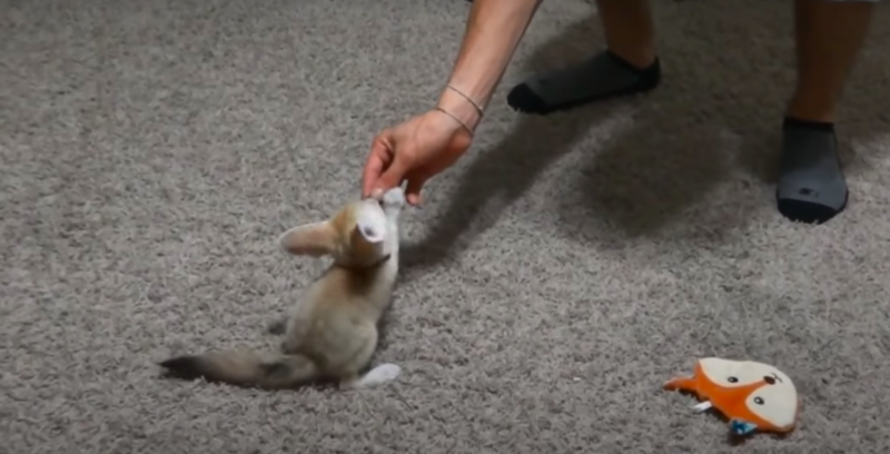 Tiny Fox Gets Distracted With Play Time During Attempts To Learn To Sit On Command 1