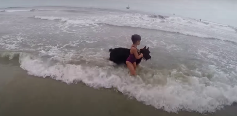 Protective Dog Protects Girl From Wandering Too Far Into The Sea 1