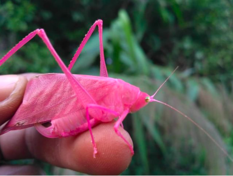 Beautiful Sighting Of Rare Bright Pink Cricket 1