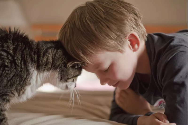 Cats Show Their Love In Many Ways Including Head Bonks 1
