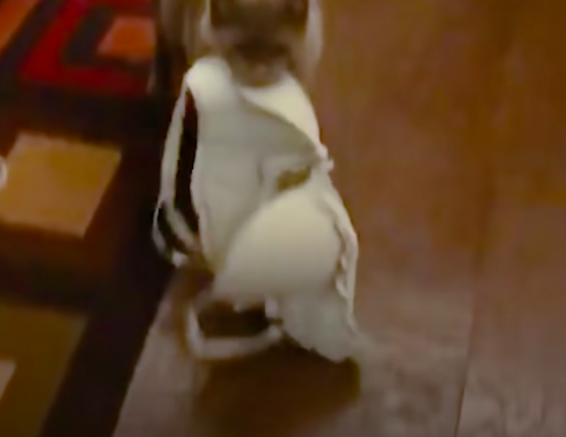Creative Cat Delivers Various Bras To Her Humans 1