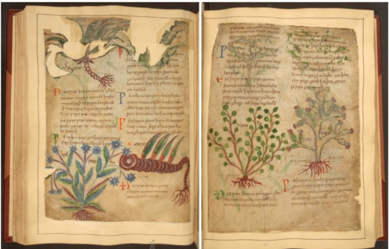 Thousand Years Old Manuscript Of Herbal Remedies 1