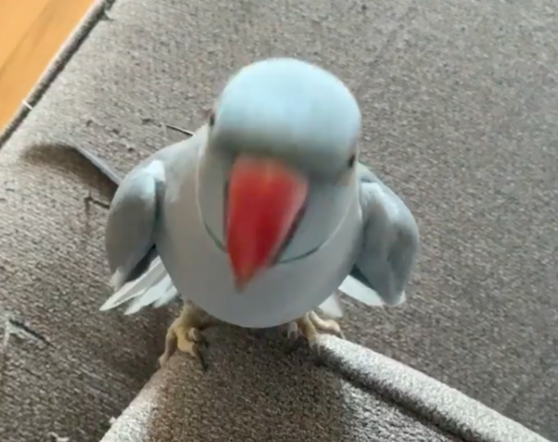 Parrot Throws Verbal Tantrum When Human Says She Is Quickly Going Out 1