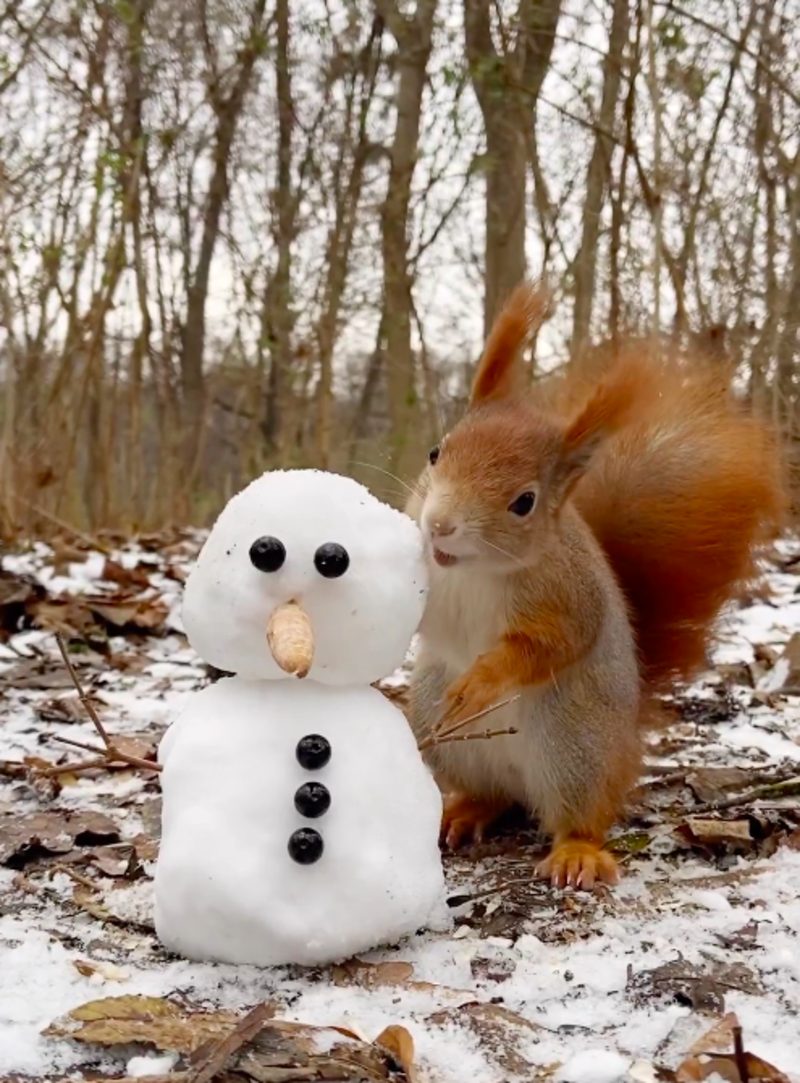 Adorable Red Squirrel Plays With Tiny Snowman 1