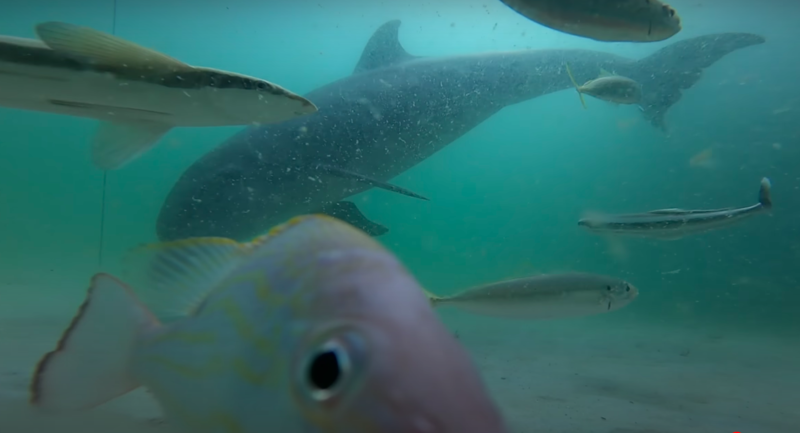 Man Drops GoPro Into Water Under Florida Fishing Pier 1