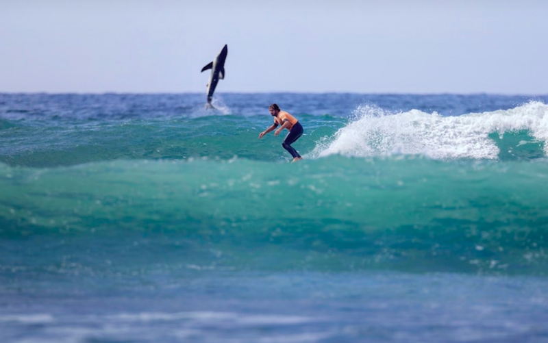 Surfer Unsuspectingly Photo Bombed By Great White Shark 1