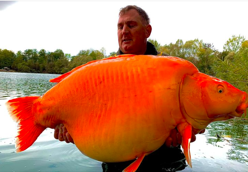 World Shocked With 70 Pound Goldfish 1