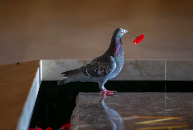 Pigeon Builds Gorgeous Nest From Poppy It Stole Off a Memorial 1