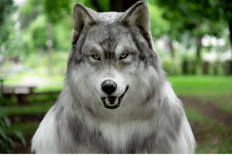 Man Spent $23,000 To Have Life Like Wolf Experience 1
