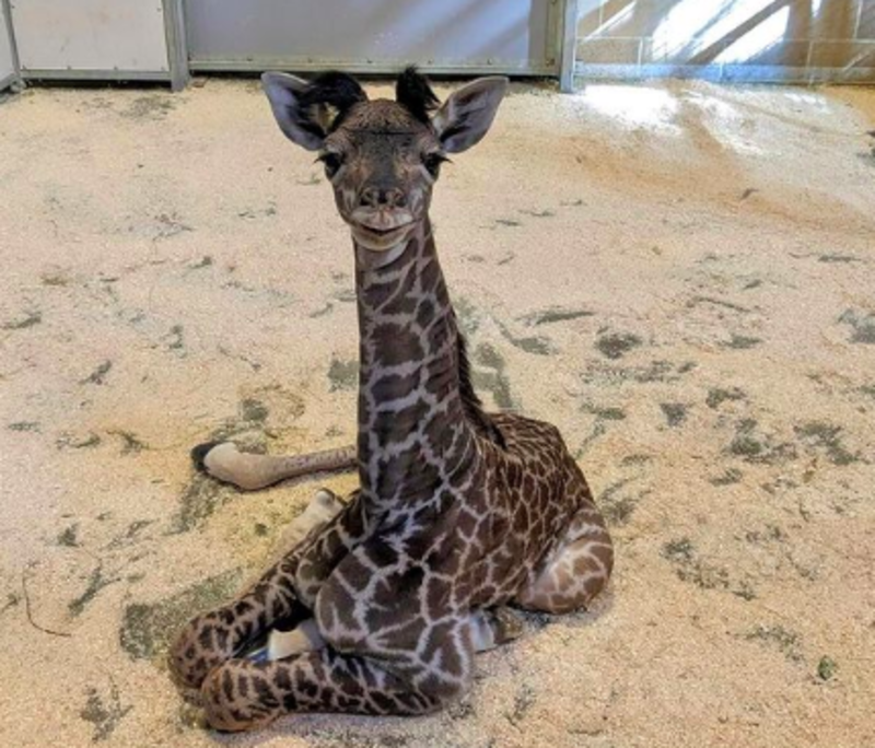 Sacramento Zoo Welcomes Adorable Baby Giraffe 1