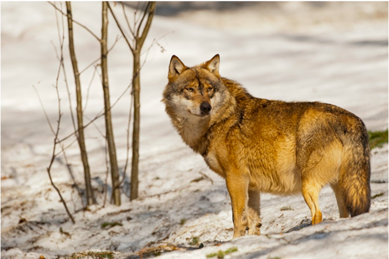 Lone Wolf Travels Record 4200 Miles Across Great Lake Region 1