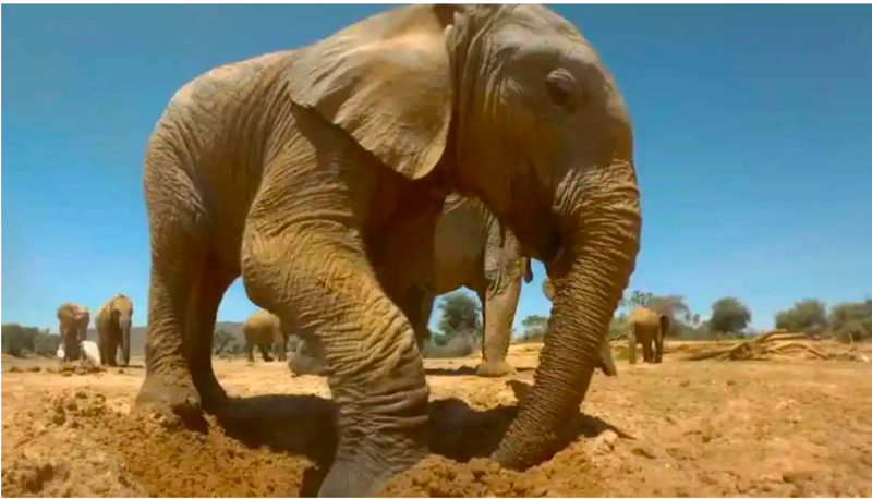 Elephant Finds Much Needed Water By Expertly Digging In The Ground 1