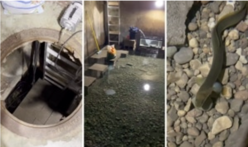 Unused Cistern Below Home Transformed Into Underground Eel Pit 1
