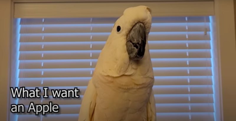 Cockatoo Throws Verbal Tantrum Over Apple 1