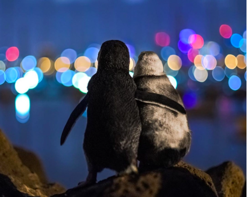 Adorable Penguins Cuddling Each Other In The Night Sky 1