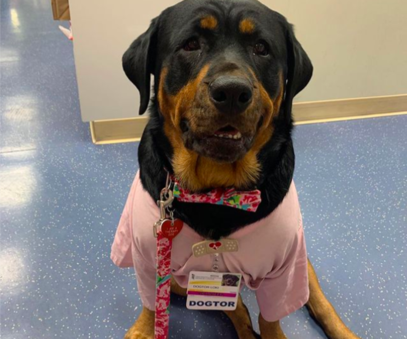 Service Dog Awarded 'Dogtorate' By University Of Maryland Baltimore 1
