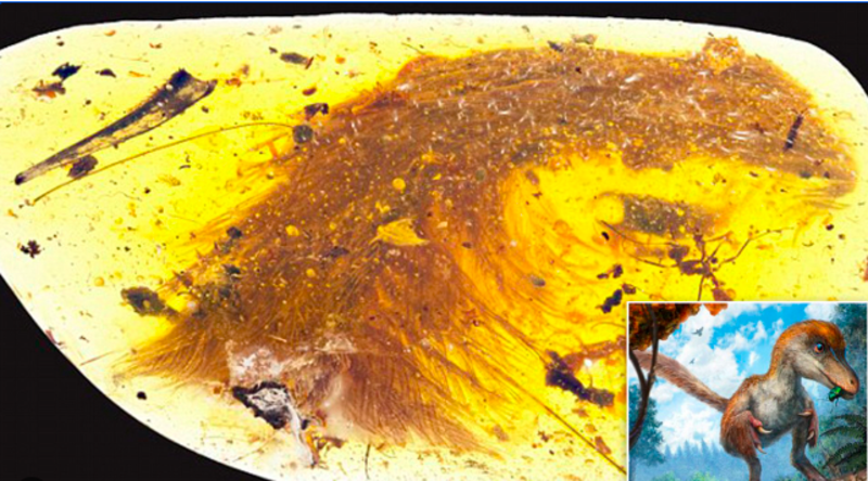 The Almost 100-Million-Year-Old Baby Bird Feather Study Reveals New Answers On Dinosaur Extinction 1