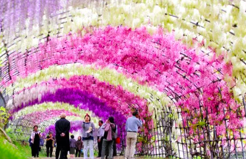 The Enchanting Wisteria Tree Tunnels In Japan 1