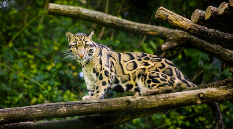Leopard Species Thought To Be Extinct Spotted Again In Taiwan 1