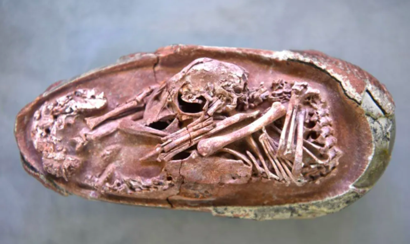 66-Million-Year-Old Embryo Discovered In Fossilised Dinosaur Egg 1