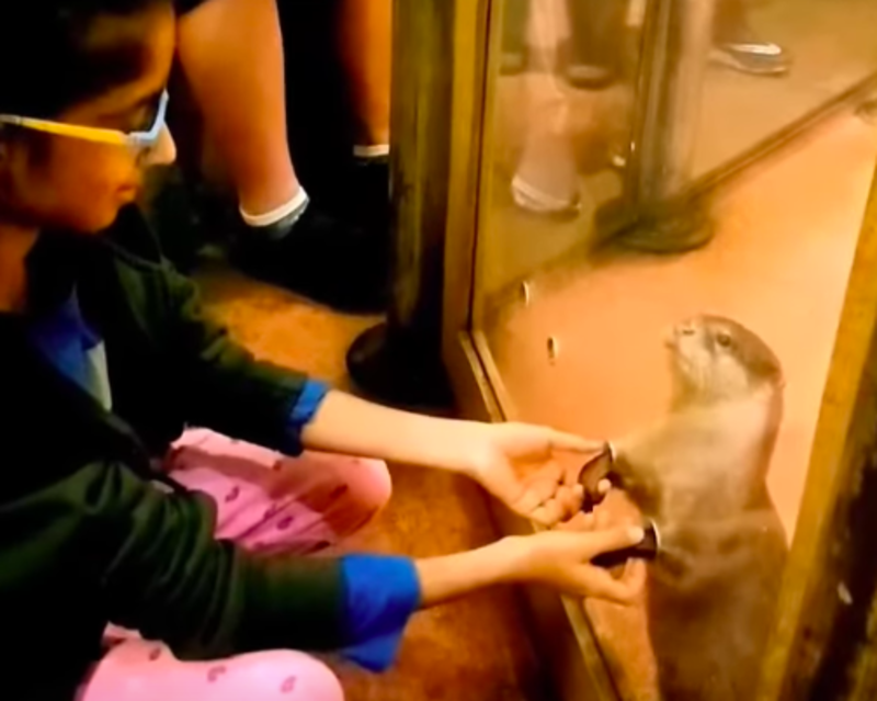 Aquarium Added Little Holes To Hold The Little Hands Of The Adorable Otters 1