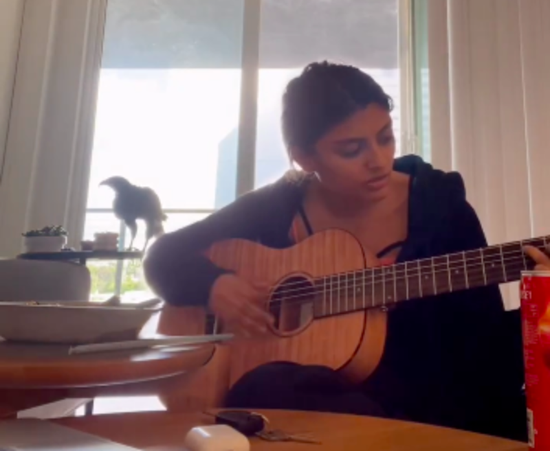 Hawk Surprises Guitar Player And Dog When Popping In For a Quick Visit 1
