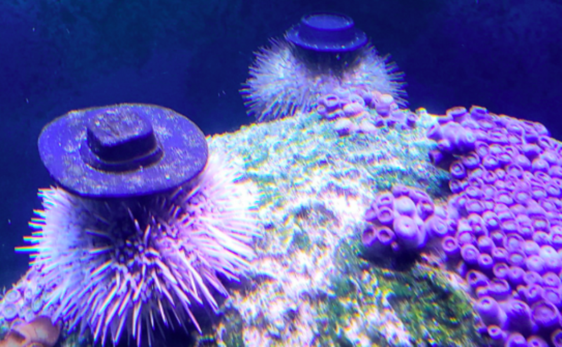 Aquarium Sea Urchins Given Adorable Cowboy Hats To Wear Instead Of Their Normal Shells 1