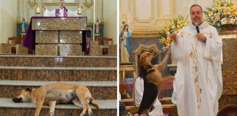 Priest Welcomes All Strays In Church To Hopefully Find a Forever Home 1