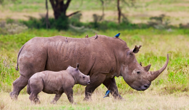 Two Thousand Rhinos To Be Rewilded In The Next 10 Years 1